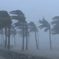 Palm Trees Rain GIF